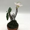 dendrobium moniliforme dosei